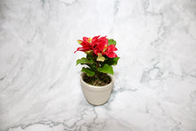 Poinsettias in Clay Pot