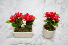 Double Poinsettias in Ceramic Pot