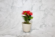 Poinsettias in Clay Pot