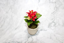 Poinsettias in Clay Pot