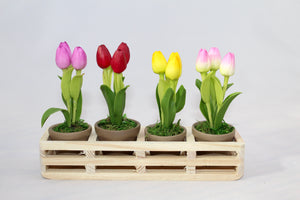 Miniature Tulip