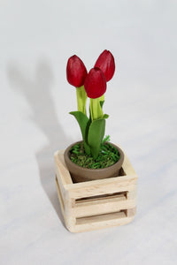 Miniature Tulip